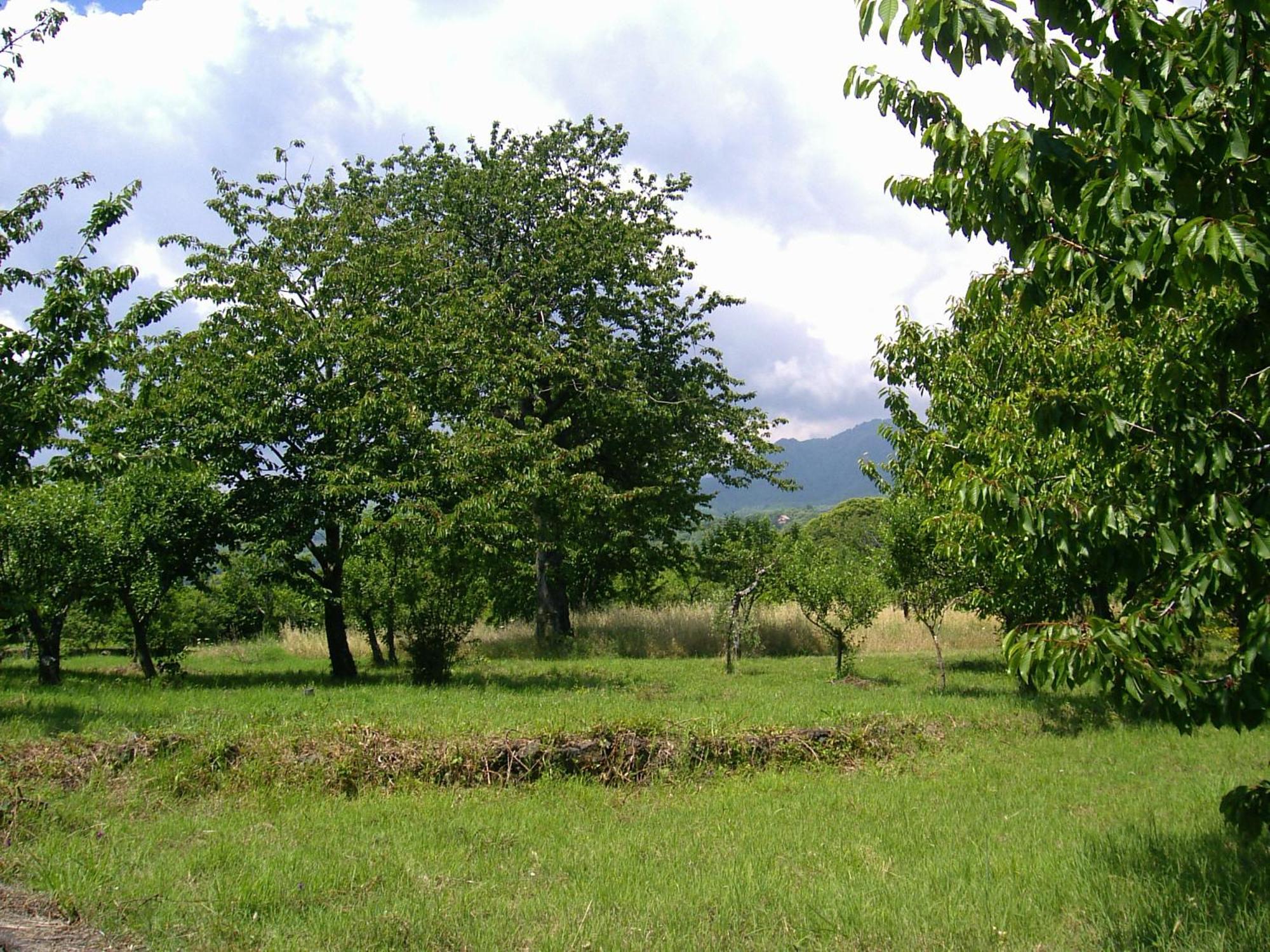 Willa Cirasellaetna SantʼAlfio Zewnętrze zdjęcie